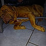 animal, brown_dog, canine, cozy, dog, domestic_animal, floor, home, indoors, large_dog, lying_down, paw, pet, quiet, relaxed, resting, sleeping, table, tile_floor, wooden_table