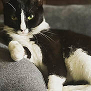Momo is registered to the contest to win money with this photo: animal, black_and_white, cat, close_up, comfortable, cozy, cushion, cute, domestic, feline, fur, green_eyes, indoor, paw, pet, portrait, relaxed, resting, soft_light, whiskers