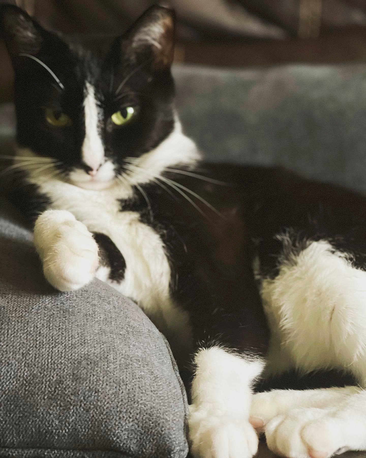 Momo is registered to the contest to win money with this photo: animal, black_and_white, cat, close_up, comfortable, cozy, cushion, cute, domestic, feline, fur, green_eyes, indoor, paw, pet, portrait, relaxed, resting, soft_light, whiskers