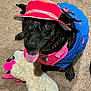 dog, black_dog, hat, pink_hat, blue_sweater, carpet, stuffed_toy, toy, tongue_out, pet, indoor, cute, playful, animal, canine, collar, pink_harness, looking_up, smiling, domestic_animal