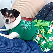 Molly is registered to the contest to win money with this photo: dog, pet, green_dress, floral_pattern, blue_cushion, indoor, lamp, furniture, curious_expression, small_dog, lying_down, animal, cute, comfortable, casual, domestic, portrait, clothing, resting, colorful