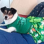 dog, pet, green_dress, floral_pattern, blue_cushion, indoor, lamp, furniture, curious_expression, small_dog, lying_down, animal, cute, comfortable, casual, domestic, portrait, clothing, resting, colorful