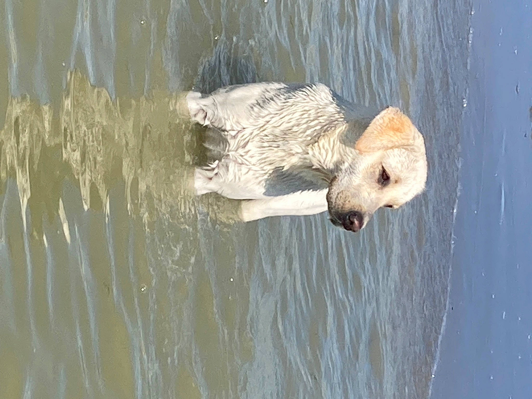 Scotty a rejoint le concours — aidez-le/la à gagner de superbes lots ! _geese_and_swans, beak, body_of_water, canidae, carnivore, dog_breed, duck, ducks, fawn, feather, lake, reflection, seabird, seaduck, sporting_group, swan, tail, terrestrial_animal, water, waterfowl