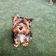 Moe Pinto is registered to the contest to win money with this photo: dog, puppy, small_dog, fluffy, fur, brown, black, white, carpet, indoor, pet, cute, looking_up, animal, sitting, curious, domestic_animal, companion, young_dog, adorable