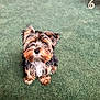 dog, puppy, small_dog, fluffy, fur, brown, black, white, carpet, indoor, pet, cute, looking_up, animal, sitting, curious, domestic_animal, companion, young_dog, adorable
