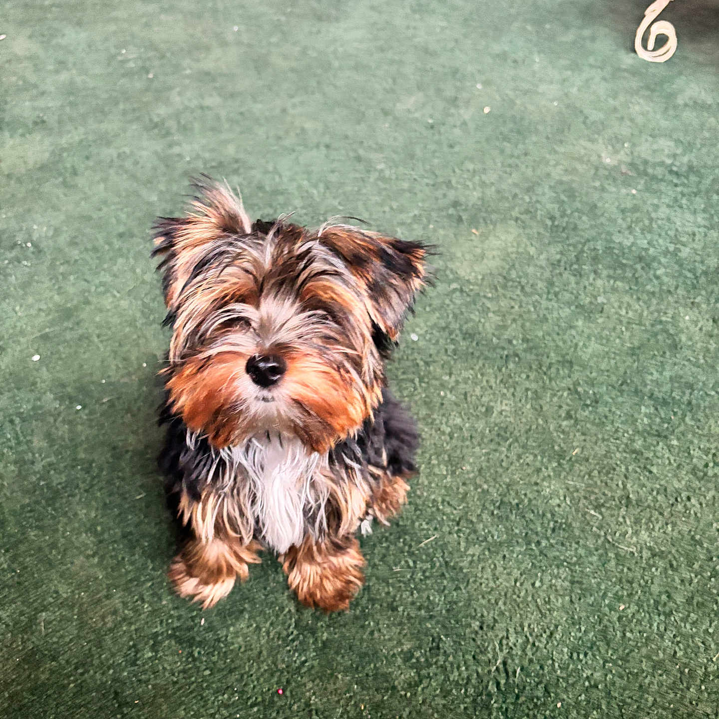 Moe Pinto is registered to the contest to win money with this photo: adorable, animal, black, brown, carpet, companion, curious, cute, dog, domestic_animal, fluffy, fur, indoor, looking_up, pet, puppy, sitting, small_dog, white, young_dog