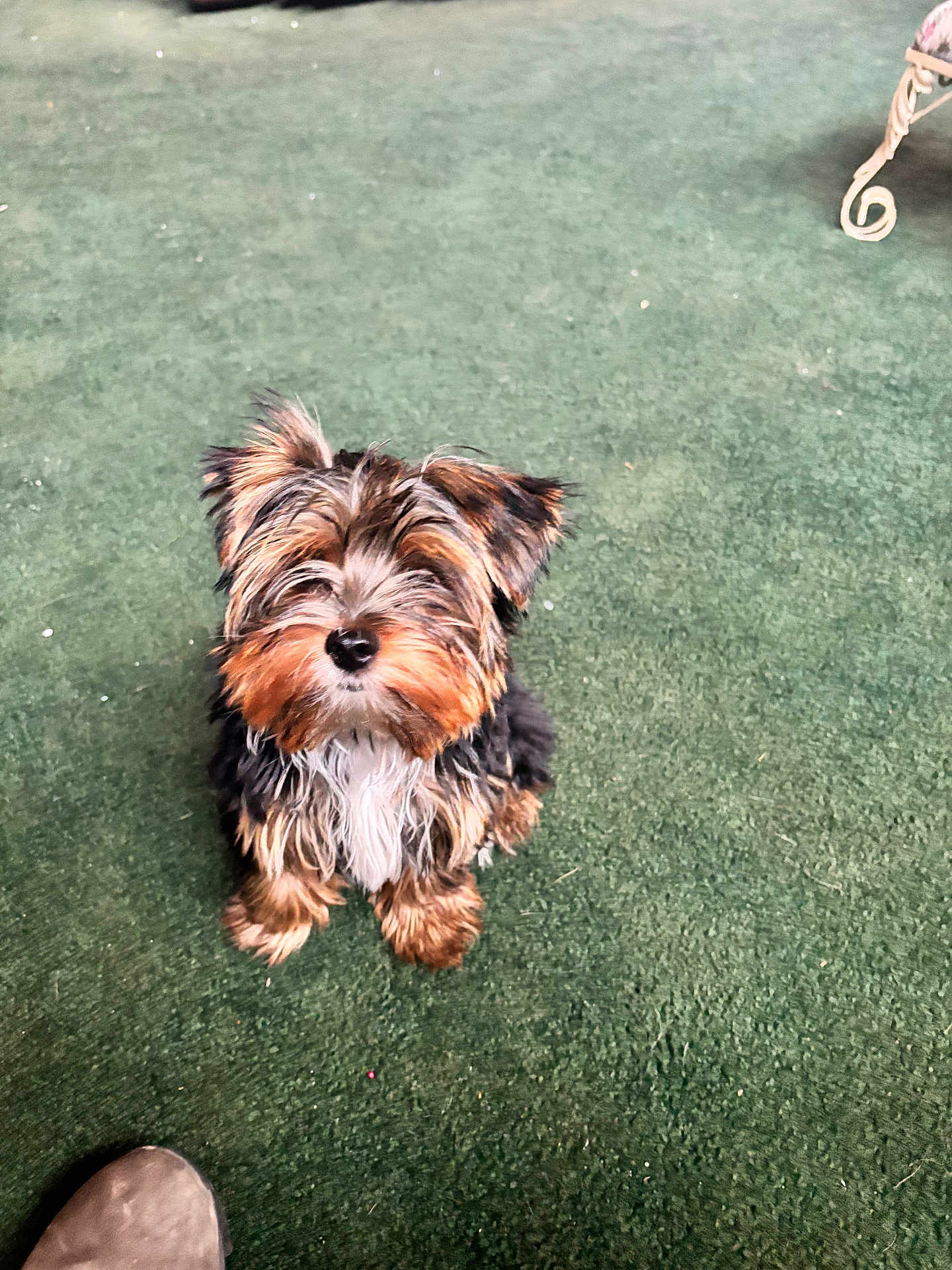 Moe Pinto is registered to the contest to win money with this photo: dog, puppy, small_dog, fluffy, fur, brown, black, white, carpet, indoor, pet, cute, looking_up, animal, sitting, curious, domestic_animal, companion, young_dog, adorable