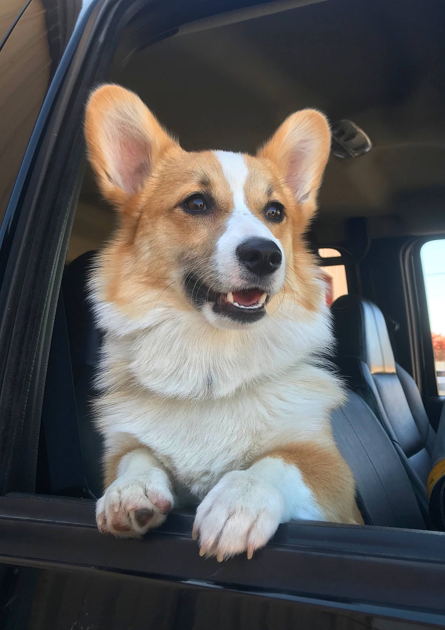 Gus joined the competition — help win amazing prizes! canidae, cardigan_welsh_corgi, carnivore, companion_dog, dog, dog_breed, fawn, herding_dog, mammal, pembroke_welsh_corgi, snout, vehicle, vertebrate, welsh_corgi