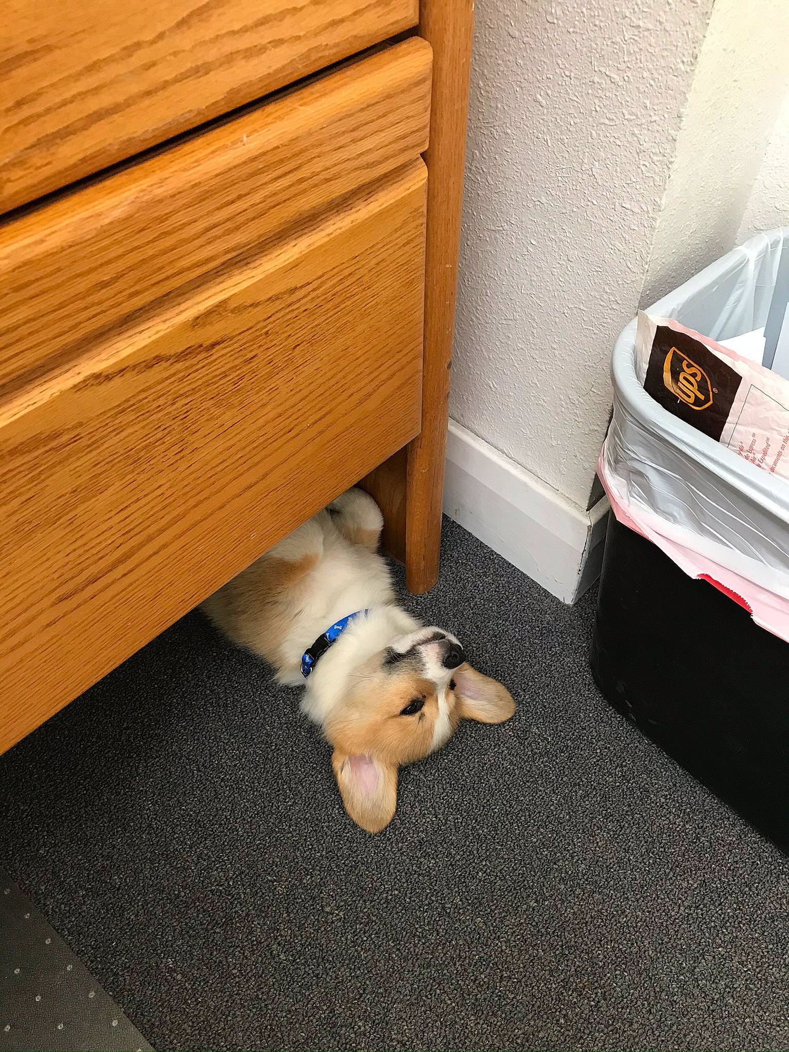 Gus is registered to the contest to win money with this photo: canidae, carnivore, cat, drawer, fawn, felidae, floor, flooring, footwear, hardwood, kitten, laminate_flooring, leg, mat, puppy, room, shoe, small_to_medium_sized_cats, wood