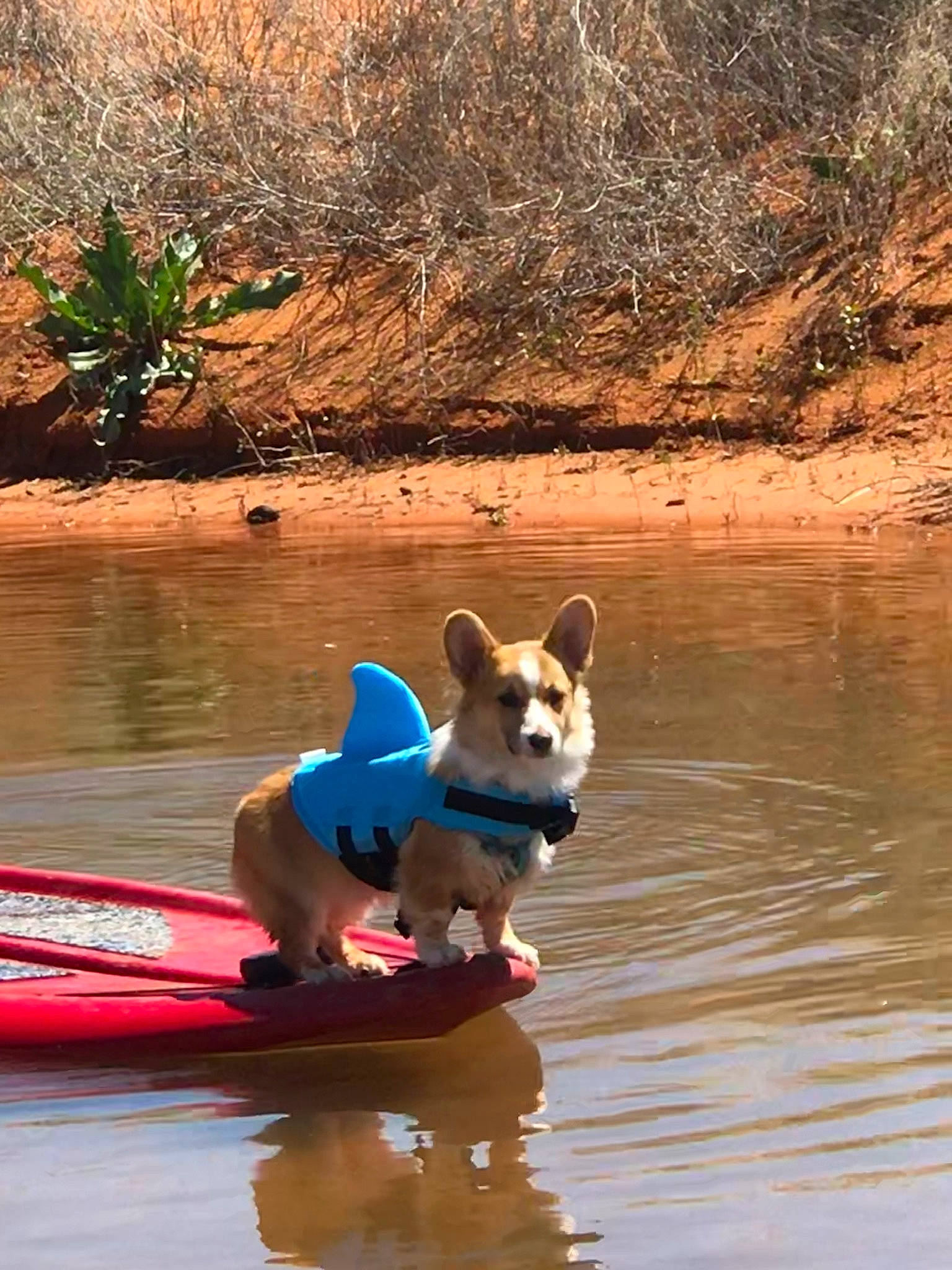 Gus joined the competition — help win amazing prizes! boat, boating, canidae, cardigan_welsh_corgi, carnivore, carolina_dog, dog, dog_breed, fawn, pembroke_welsh_corgi, recreation, sporting_group, vehicle, welsh_corgi
