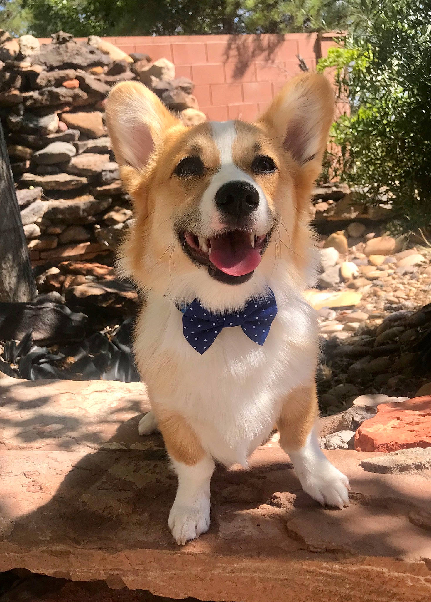 Gus is registered to the contest to win money with this photo: ancient_dog_breeds, canidae, cardigan_welsh_corgi, carnivore, companion_dog, corgi_chihuahua, dog, dog_breed, fawn, herding_dog, mammal, pembroke_welsh_corgi, snout, vertebrate, welsh_corgi