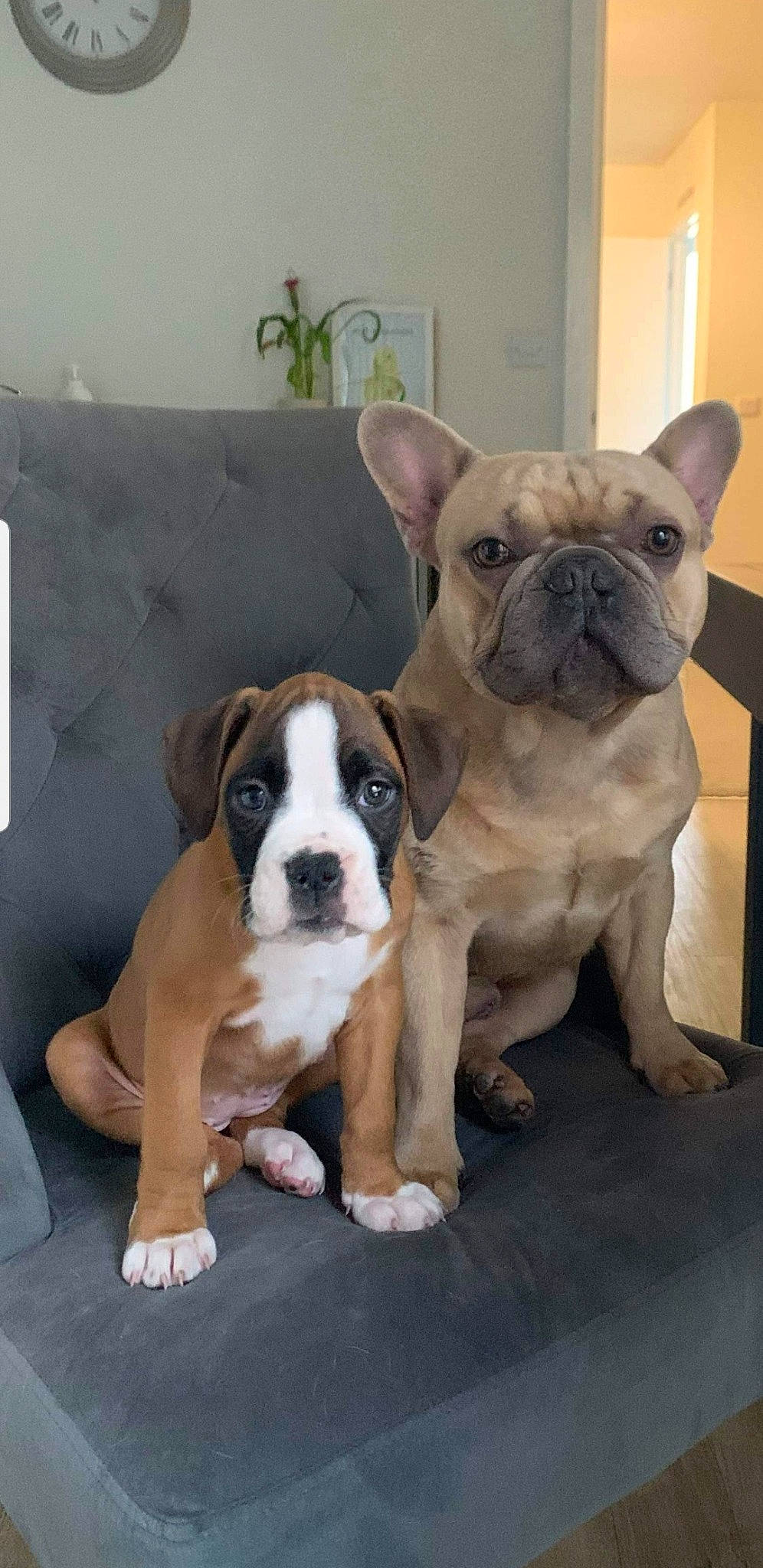 Wilma And Arnie is registered to the contest to win money with this photo: australian_bulldog, british_bulldogs, bulldog, canidae, carnivore, companion_dog, dog, dog_breed, fawn, french_bulldog, mammal, molosser, non_sporting_group, old_english_bulldog, olde_english_bulldogge, puppy, skin, snout, toy_bulldog, vertebrate