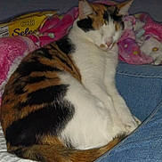 Delilah joined the competition — help win amazing prizes! animal, bed, blanket, calico, cat, comfort, cozy, cute, domestic, feline, fur, home, indoor, jeans, pet, pink, relaxed, resting, sleeping, snack