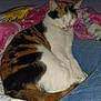 animal, bed, blanket, calico, cat, comfort, cozy, cute, domestic, feline, fur, home, indoor, jeans, pet, pink, relaxed, resting, sleeping, snack
