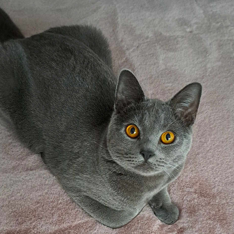 Uno participe au concours pour gagner de l'argent avec cette photo : abyssinian, angora, animal, blackcat, blanket, cat, egyptiancat, gray, kitten, manx, pet, snout