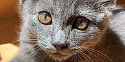 Aïko participe au concours pour gagner de l'argent avec cette photo : cat, kitten, gray_fur, close_up, sunlight, wooden_floor, pets, animal, cute, eyes, whiskers, feline, young, domestic_cat, relaxed, indoor, portrait, soft_fur, face, ears