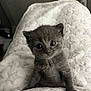 kitten, gray, fluffy, blanket, cute, pet, animal, small, fur, indoor, young, looking, sitting, cozy, soft, whiskers, ears, eyes, adorable, feline