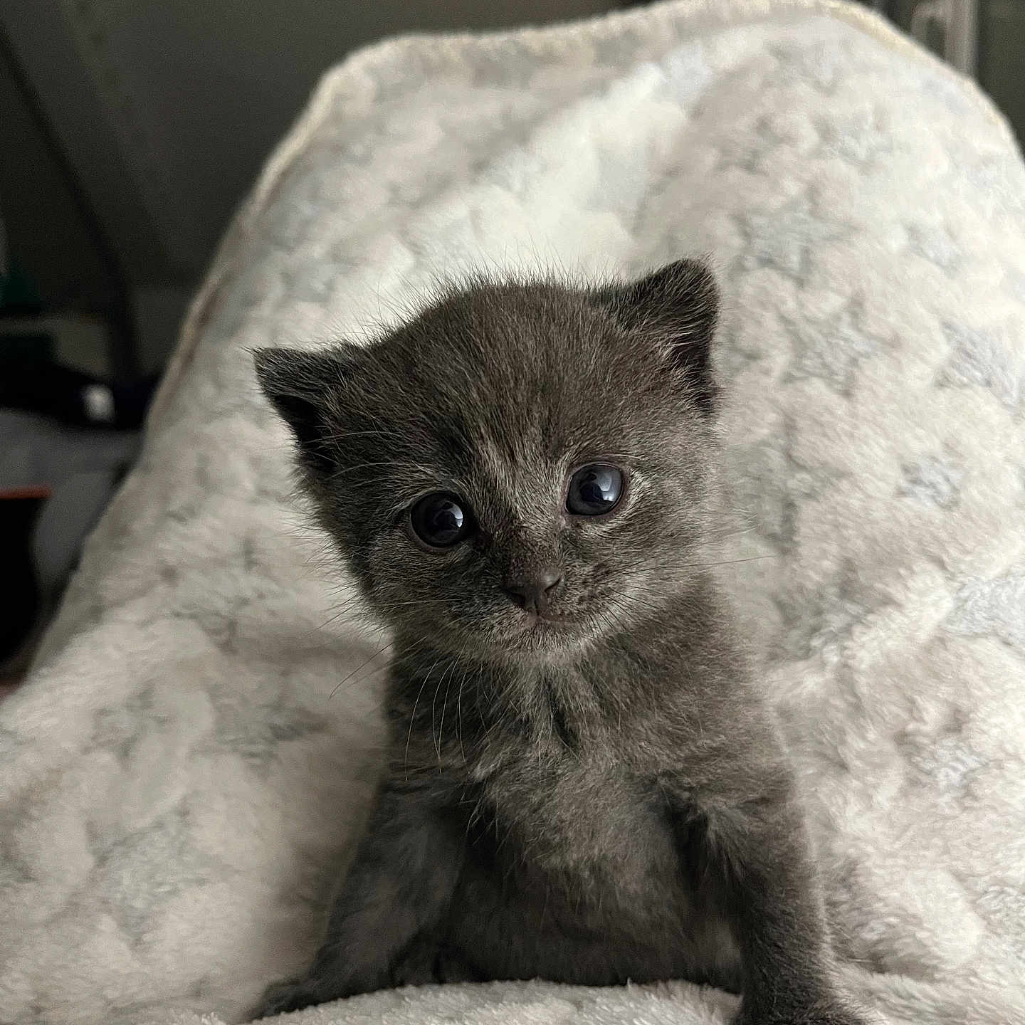 Aïko a rejoint le concours — aidez-le/la à gagner de superbes lots ! adorable, animal, blanket, cozy, cute, ears, eyes, feline, fluffy, fur, gray, indoor, kitten, looking, pet, sitting, small, soft, whiskers, young