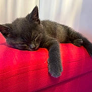 Aïko participe au concours pour gagner de l'argent avec cette photo : kitten, sleeping, gray_cat, paw, feline, pet, resting, red_fabric, close_up, indoor, cute, cozy, animal, young_cat, soft_texture, relaxation, domestic_cat, small_pet, fur, peaceful