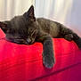 kitten, sleeping, gray_cat, paw, feline, pet, resting, red_fabric, close_up, indoor, cute, cozy, animal, young_cat, soft_texture, relaxation, domestic_cat, small_pet, fur, peaceful