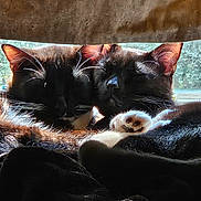 Mystery And Flurry is registered to the contest to win money with this photo: animal, black_cat, cat, closeup, companionship, cozy, cuddle, curtain, domestic_animal, feline, fur, indoor, natural_light, paw, pets, relaxation, resting, sleeping, sunlight, window