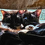animal, black_cat, cat, closeup, companionship, cozy, cuddle, curtain, domestic_animal, feline, fur, indoor, natural_light, paw, pets, relaxation, resting, sleeping, sunlight, window