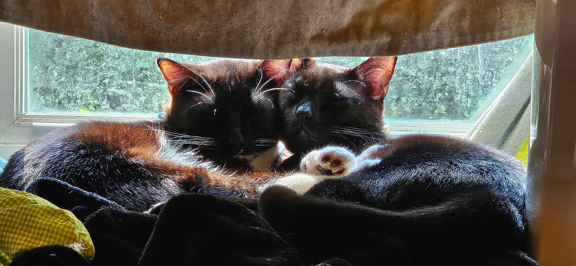 Mystery And Flurry is registered to the contest to win money with this photo: animal, black_cat, cat, closeup, companionship, cozy, cuddle, curtain, domestic_animal, feline, fur, indoor, natural_light, paw, pets, relaxation, resting, sleeping, sunlight, window