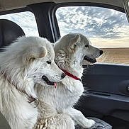Romy a rejoint le concours — aidez-le/la à gagner de superbes lots ! dogs, two_dogs, white_dogs, fluffy, large_breed, canine, pet, car, vehicle, passenger_seat, car_interior, road_trip, travel, countryside, landscape, open_field, sky, clouds, collars, portrait