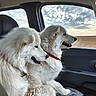 dogs, two_dogs, white_dogs, fluffy, large_breed, canine, pet, car, vehicle, passenger_seat, car_interior, road_trip, travel, countryside, landscape, open_field, sky, clouds, collars, portrait