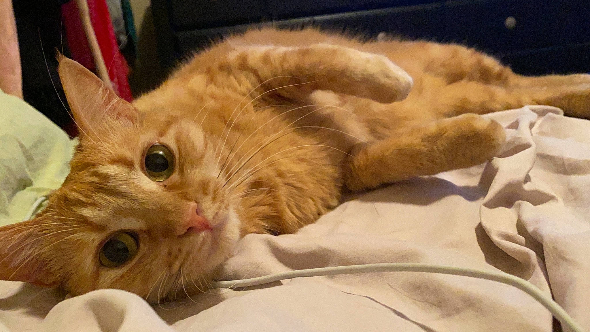 Meep is registered to the contest to win money with this photo: bed, carnivore, cat, claw, comfort, domestic_short_haired_cat, ear, fawn, felidae, fur, linens, nap, paw, small_to_medium_sized_cats, snout, whiskers