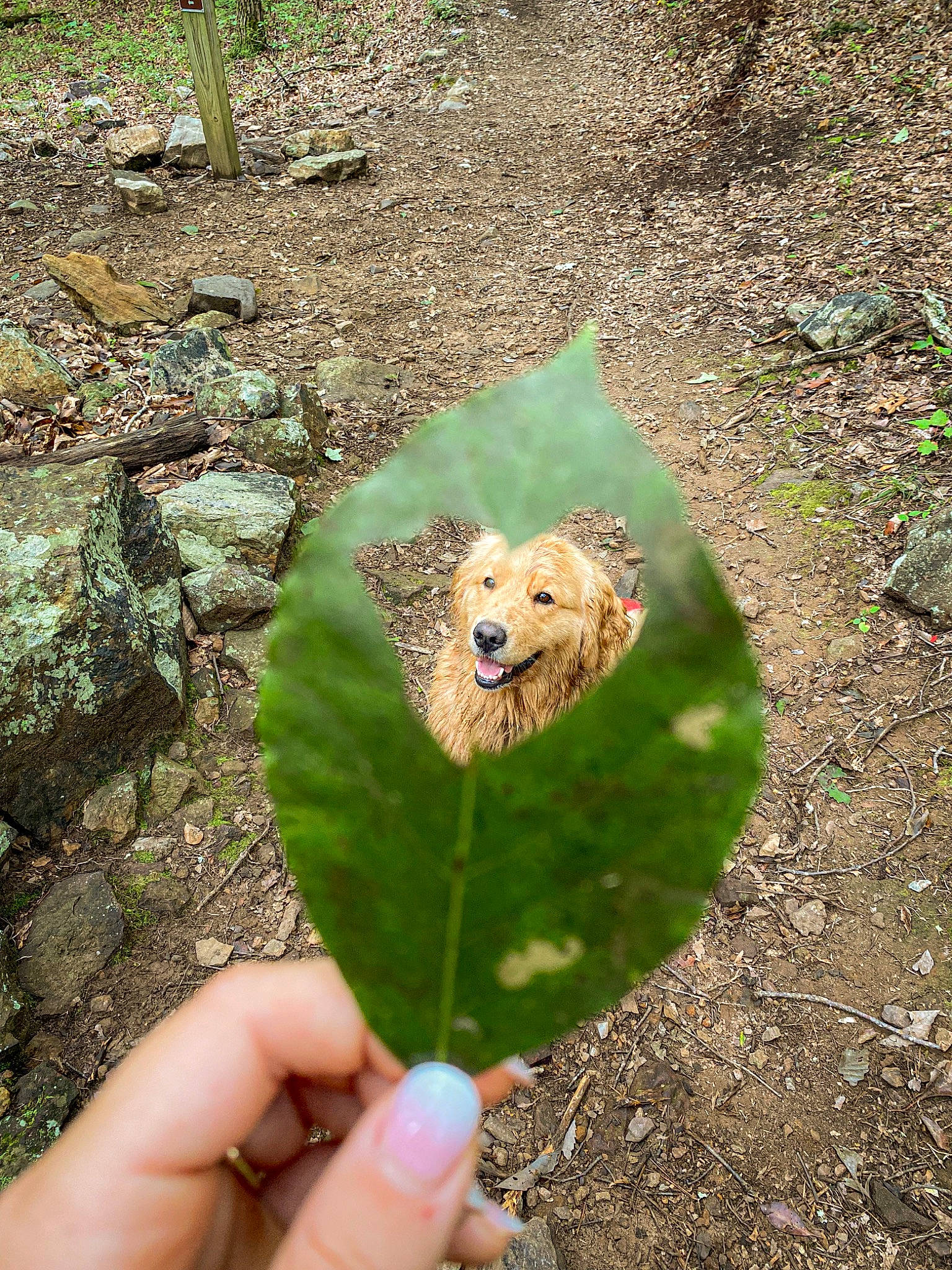 Rosie joined the competition — help win amazing prizes! botany, carnivore, fawn, ferns_and_horsetails, flowering_plant, forest, grass, herb, landscape, leaf, nail, plant, plant_stem, soil, terrestrial_animal, terrestrial_plant, thumb, tree, trunk, vascular_plant