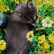 Enoch is registered to the contest to win money with this photo: adorable, closeup, cute, dog, flowers, fluffy, fur, greenery, leaf, nature, outdoor, pet, plant, puppy, small, sniffing, spring, tail, yellow_flowers, young_animal