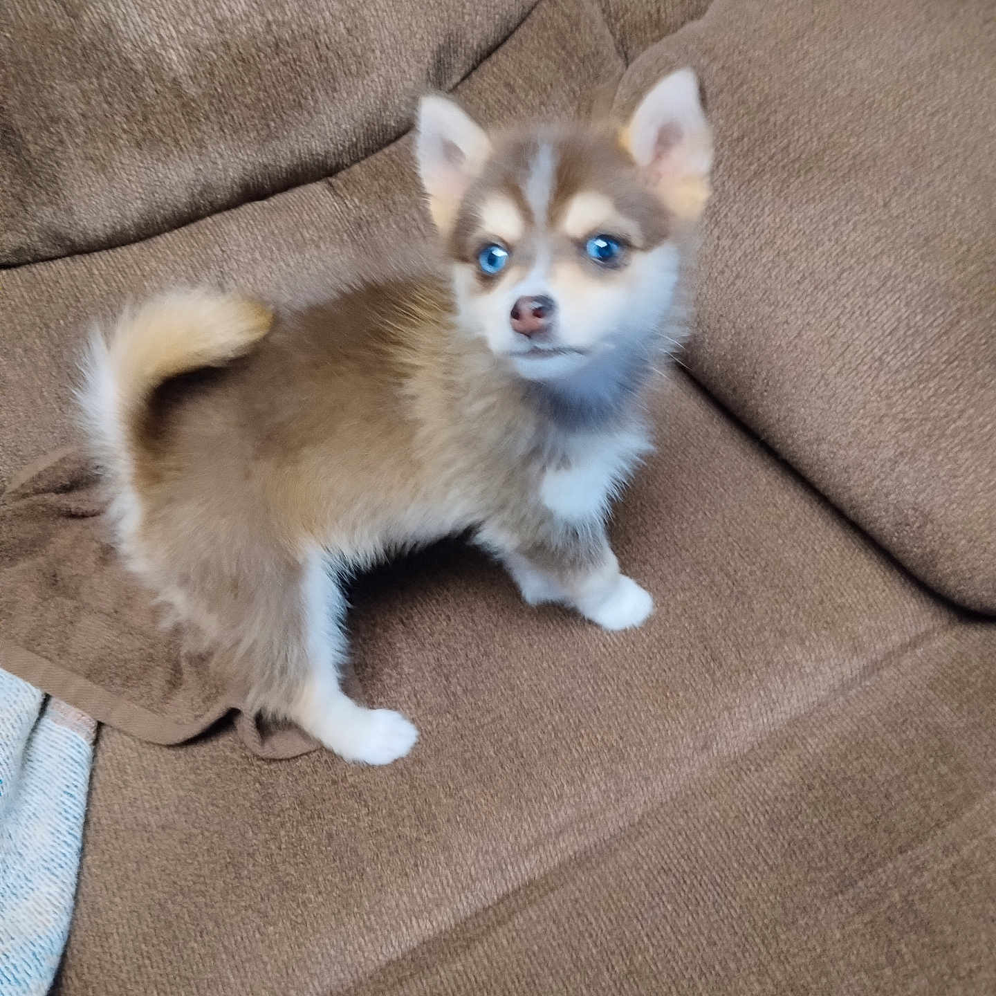 Enoch is registered to the contest to win money with this photo: alert, animal, blue_eyes, brown_fur, canine, couch, cute, dog, domestic_animal, ears, fluffy, four_legs, fur, furniture, indoor, pet, puppy, small_dog, tail, young_animal