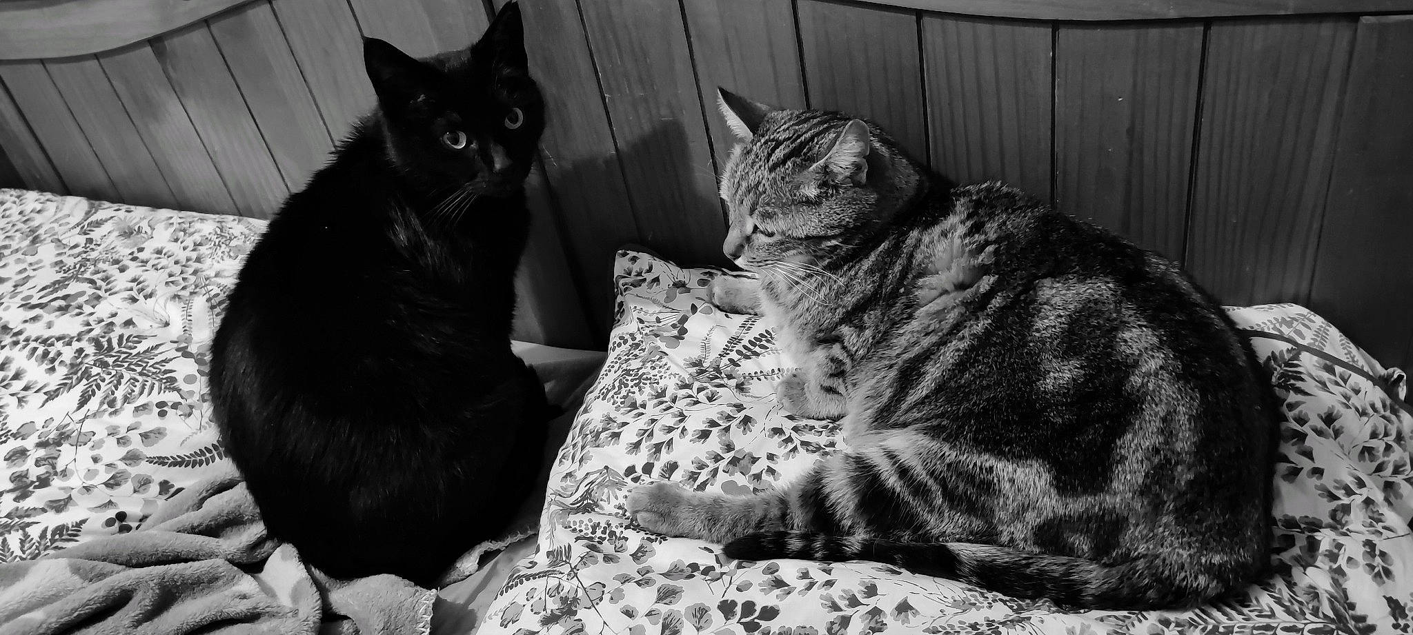 Haru a rejoint le concours — aidez-le/la à gagner de superbes lots ! black, black_and_white, bombay, carnivore, cat, comfort, domestic_short_haired_cat, eye, felidae, fur, grey, mammal, monochrome, monochrome_photography, sitting, small_to_medium_sized_cats, snout, style, vertebrate, whiskers