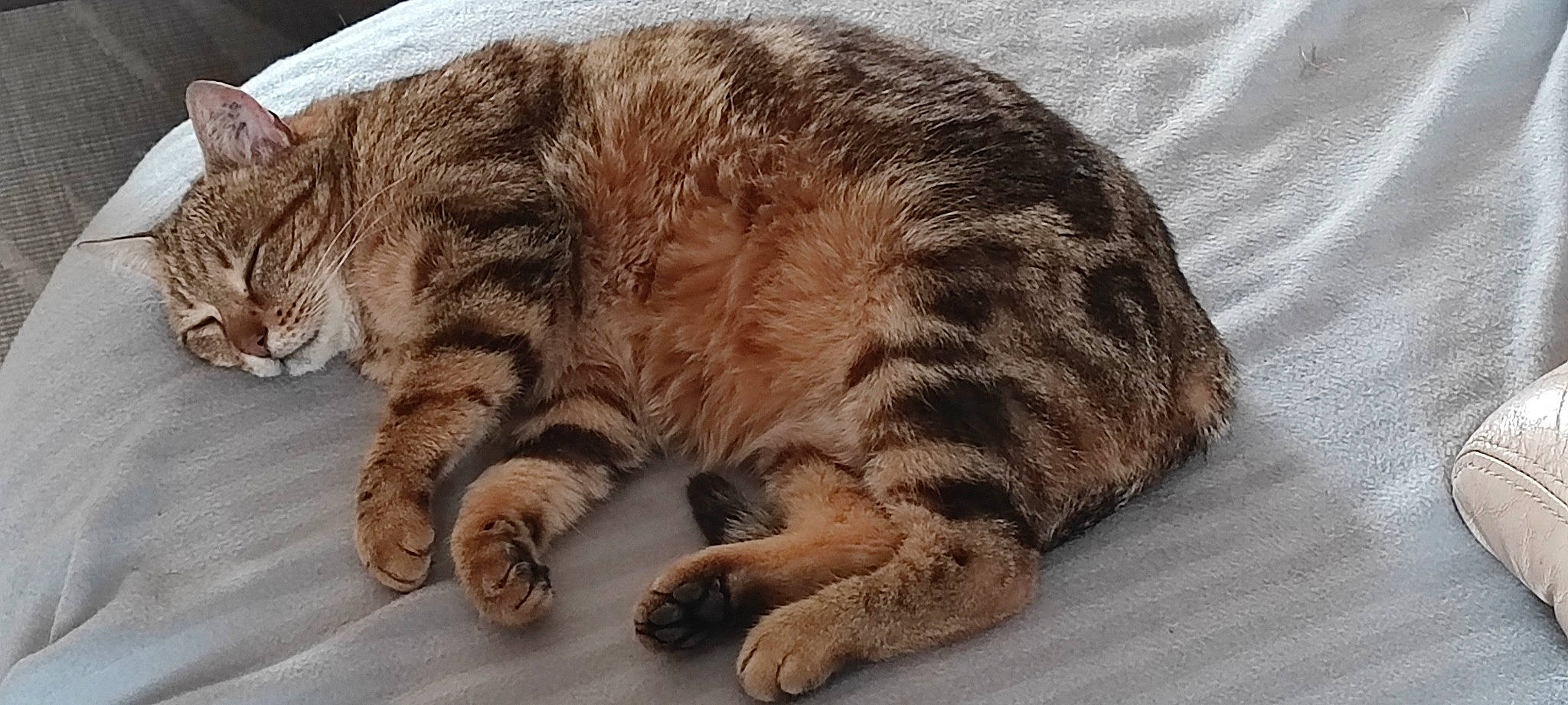 Maya participe au concours pour gagner de l'argent avec cette photo : carnivore, cat, claw, comfort, domestic_short_haired_cat, fawn, felidae, foot, fur, nap, paw, sleep, small_to_medium_sized_cats, snout, tail, terrestrial_animal, whiskers, wrinkle