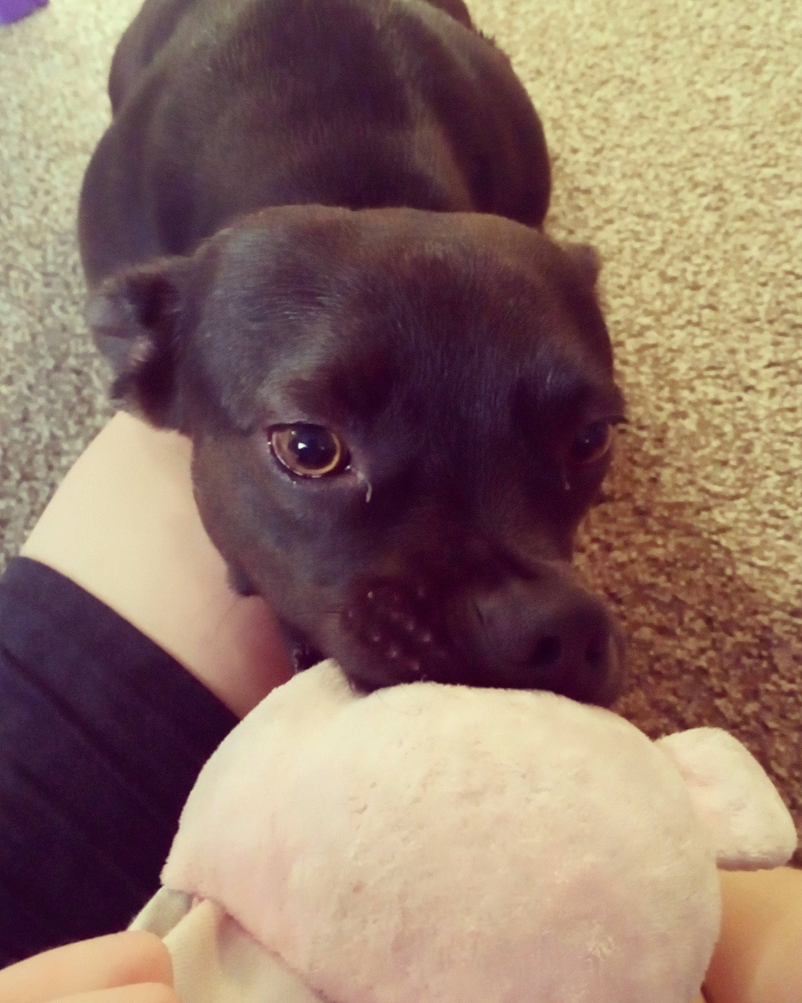 Moose is registered to the contest to win money with this photo: beagador, canidae, carnivore, companion_dog, dog, dog_breed, ear, fawn, labrador_retriever, mammal, non_sporting_group, nose, patterdale_terrier, puppy, puppy_love, snout, sporting_group