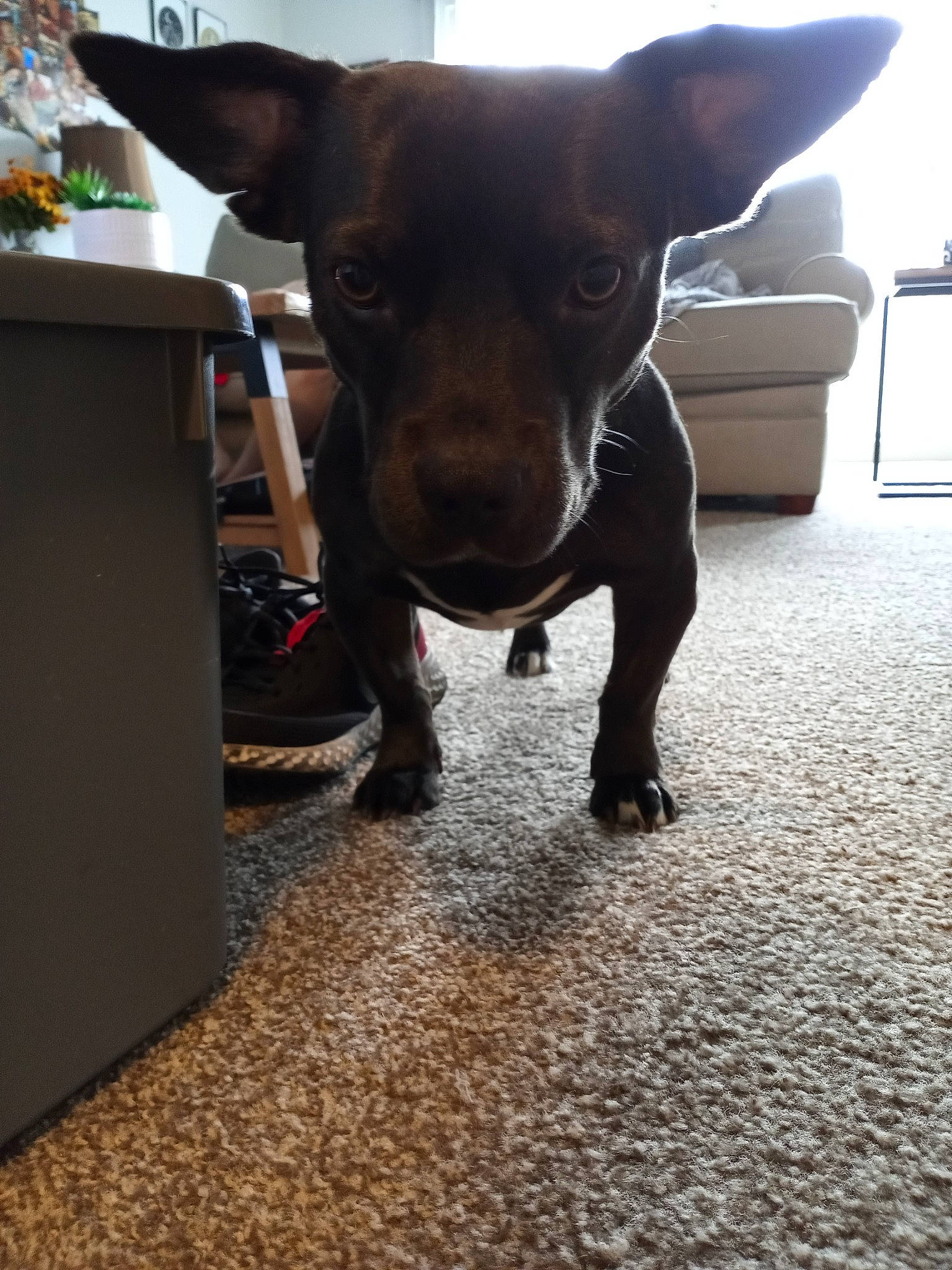 Moose is registered to the contest to win money with this photo: canidae, carnivore, dachshund, dog, dog_breed, ear, fawn, floor, flooring, german_pinscher, mammal, non_sporting_group, patterdale_terrier, prazsky_krysarik, snout, sporting_group, tail, toy_dog, vertebrate