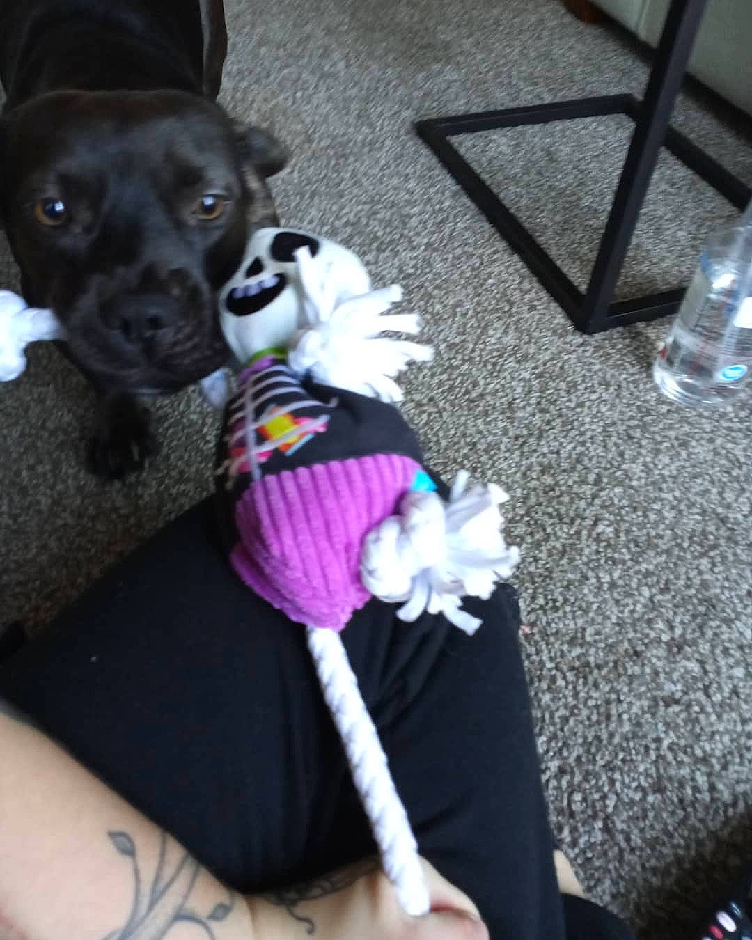 Moose joined the competition — help win amazing prizes! canidae, carnivore, companion_dog, dog, dog_breed, dog_clothes, fawn, non_sporting_group, paw, puppy, sporting_group, toy_dog