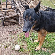 Roscoe joined the competition — help win amazing prizes! animal, baseball, canine, collar, daytime, dirt, dog, german_shepherd, grass, ground, nature, outdoor, park, paw, pet, playful, sticks, tongue_out, tree, wood_pile