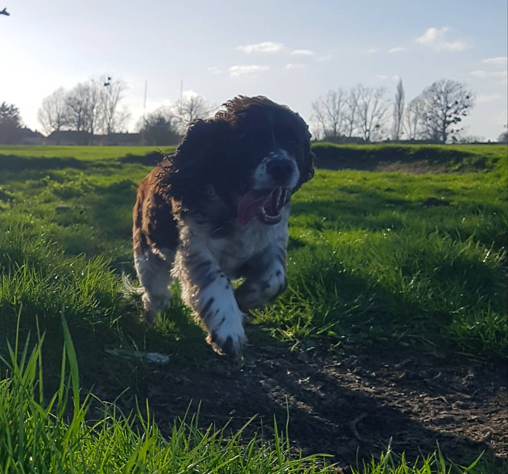 Cocoa is registered to the contest to win money with this photo: canidae, carnivore, cloud, companion_dog, dog, dog_breed, felidae, fur, grass, grassland, landscape, natural_landscape, pasture, plant, sky, snout, sporting_group, tail, tree, working_animal