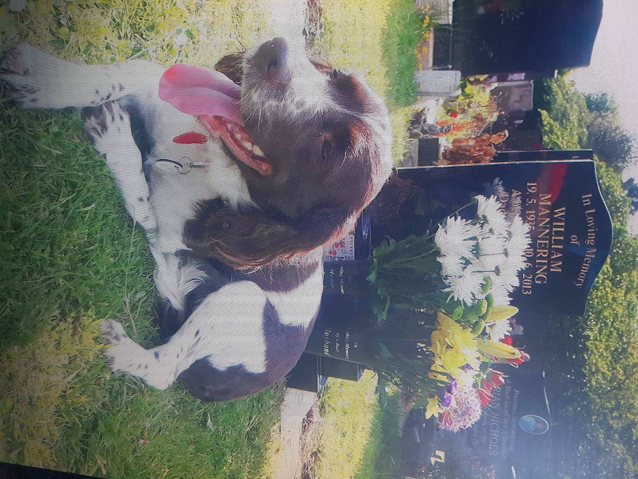 Cocoa is registered to the contest to win money with this photo: art, canidae, carmine, carnivore, companion_dog, dog, dog_breed, fawn, garden, grass, lawn_ornament, organism, paint, plant, sporting_group, tail, tree, visual_arts, working_animal, world