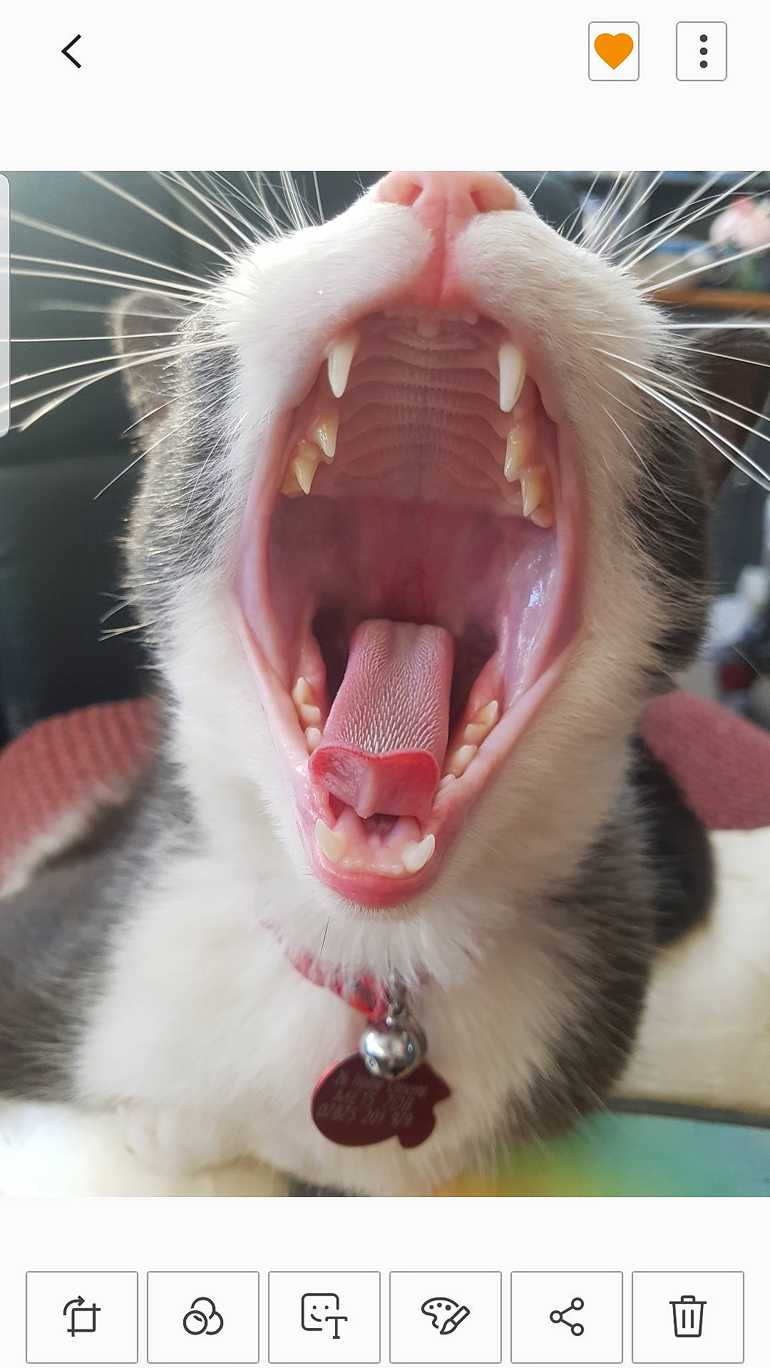 Husky joined the competition — help win amazing prizes! carnivore, cat, close_up, dog_breed, fang, felidae, fur, happy, jaw, mouth, roar, shout, small_to_medium_sized_cats, smile, snout, terrestrial_animal, tongue, tooth, whiskers, yawn