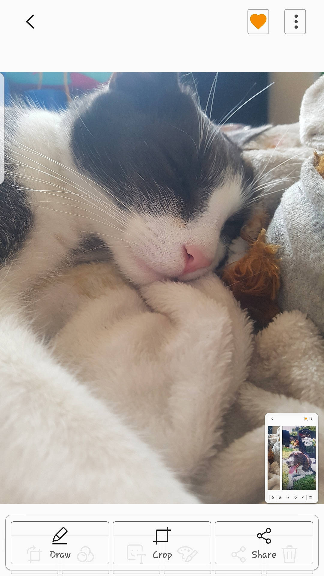 Husky joined the competition — help win amazing prizes! carnivore, cat, comfort, felidae, font, fur, nap, paw, photo_caption, rectangle, sky, small_to_medium_sized_cats, square, whiskers