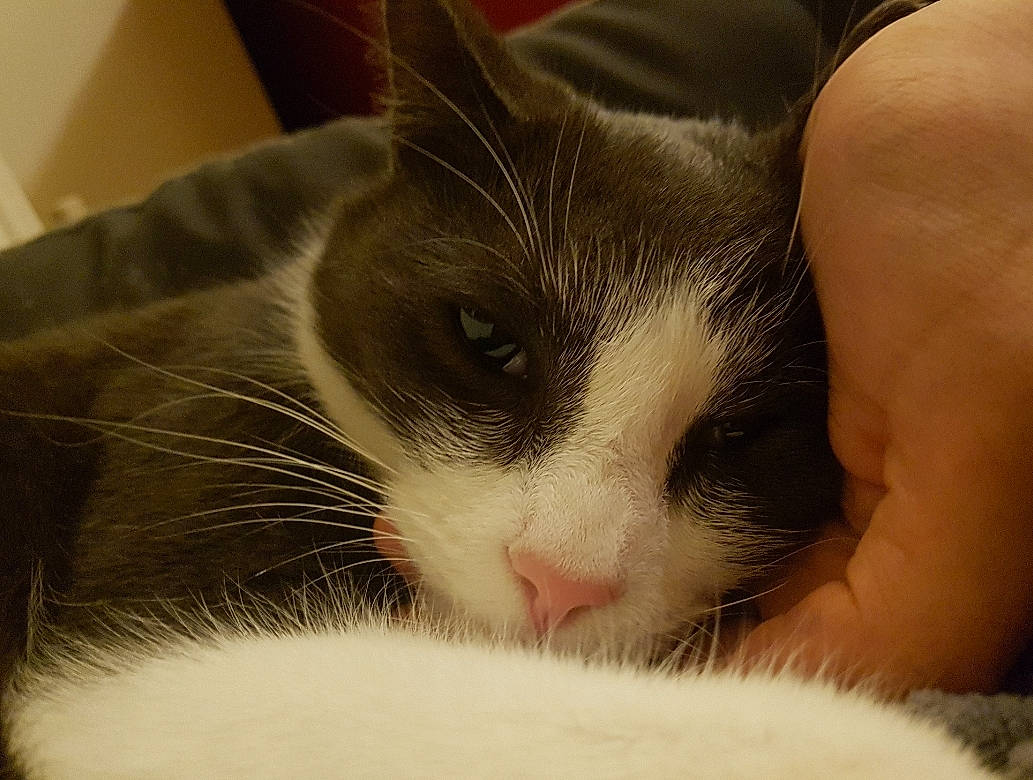 Husky joined the competition — help win amazing prizes! carnivore, cat, claw, comfort, domestic_short_haired_cat, ear, eye, felidae, foot, fur, hair, iris, nap, nose, paw, sleep, small_to_medium_sized_cats, snout, tail, whiskers