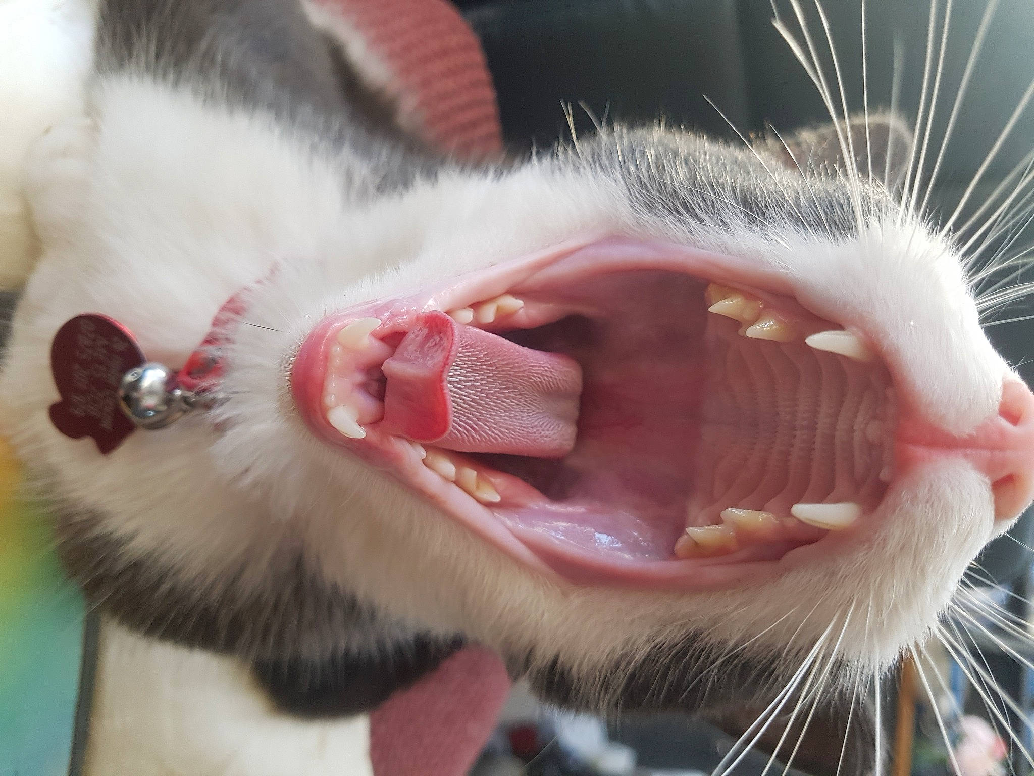 Huskey joined the competition — help win amazing prizes! carnivore, cat, claw, close_up, collar, domestic_short_haired_cat, ear, fang, fawn, felidae, fur, head, iris, nose, paw, small_to_medium_sized_cats, snout, tail, vertebrate, whiskers