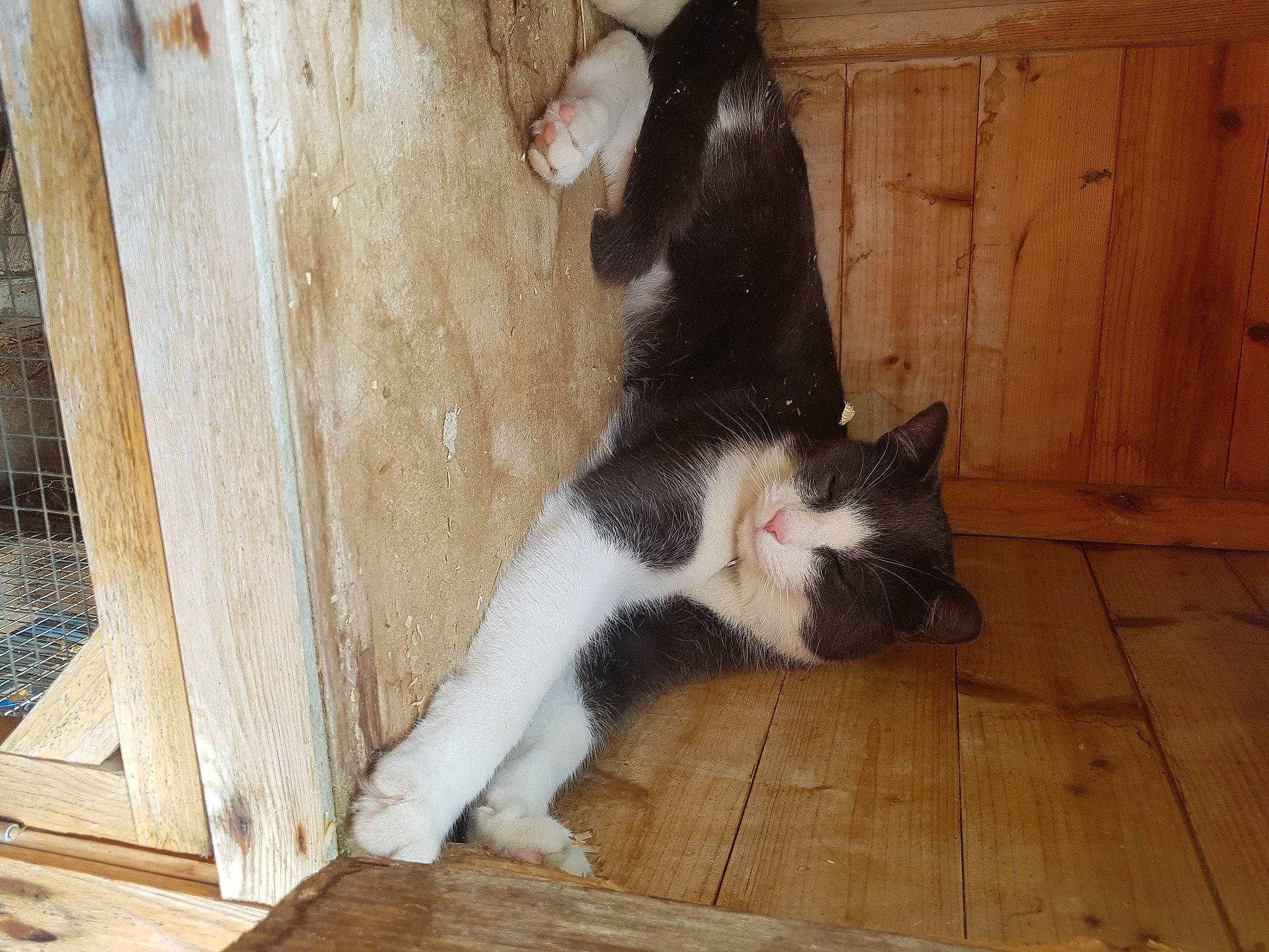 Huskey joined the competition — help win amazing prizes! canidae, carnivore, cat, dog_breed, domestic_short_haired_cat, felidae, flooring, fur, goats, hardwood, paw, plank, small_to_medium_sized_cats, snout, sporting_group, tail, whiskers, wood, wood_flooring, wood_stain