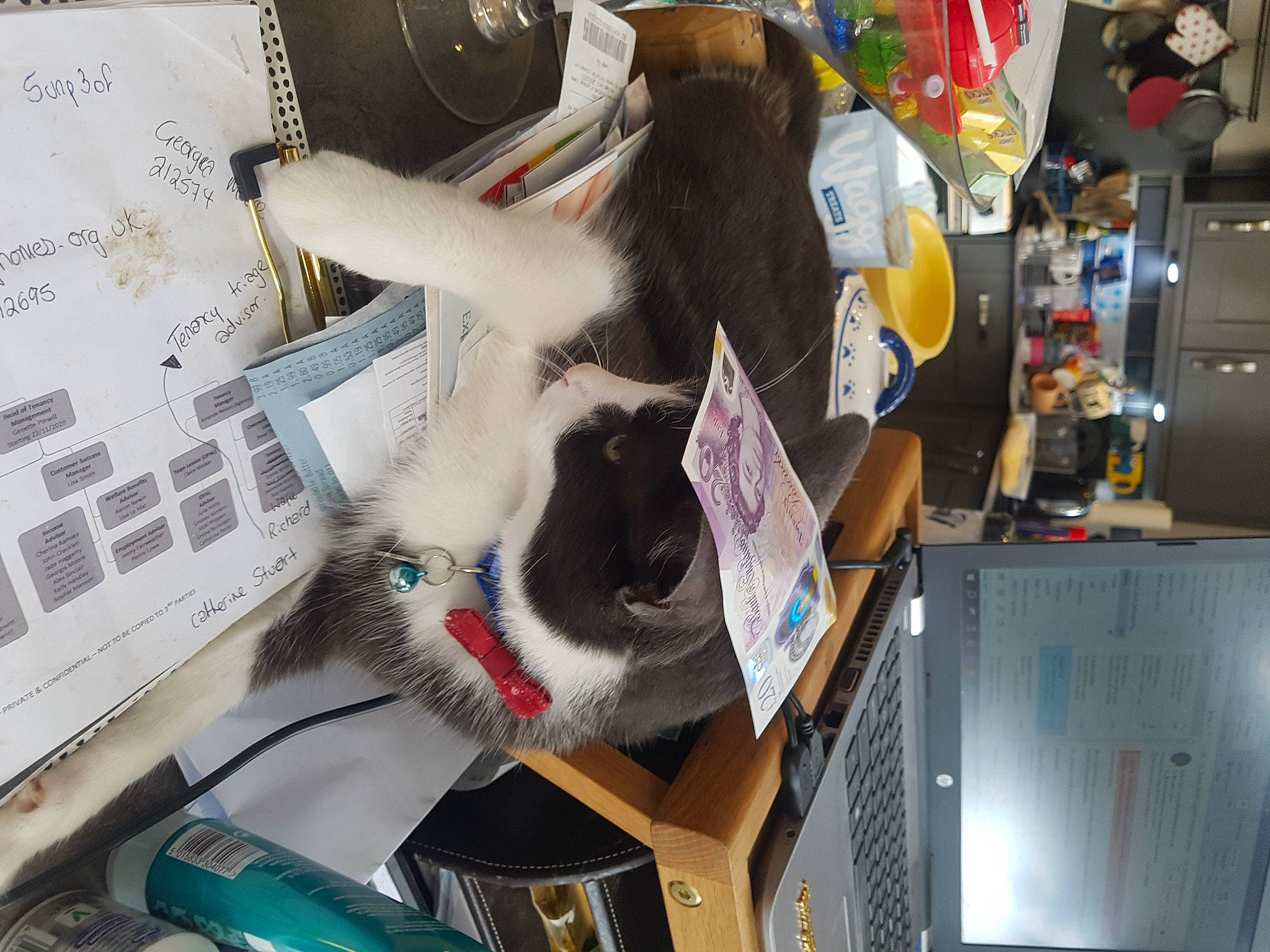 Huskey joined the competition — help win amazing prizes! art, bag, carmine, computer, computer_keyboard, desktop_computer, display_device, electronic_device, fur, gadget, input_device, machine, office_equipment, plush, retail, room, stuffed_toy, technology, toy, visual_arts