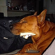 Tyron participe au concours pour gagner de l'argent avec cette photo : dog, brown_dog, sleeping, resting, indoor, bag, black_bag, book, bottle, water_bottle, quiet, cozy, pet, animal, close_up, face, ears, snout, paw, furniture