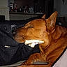 dog, brown_dog, sleeping, resting, indoor, bag, black_bag, book, bottle, water_bottle, quiet, cozy, pet, animal, close_up, face, ears, snout, paw, furniture