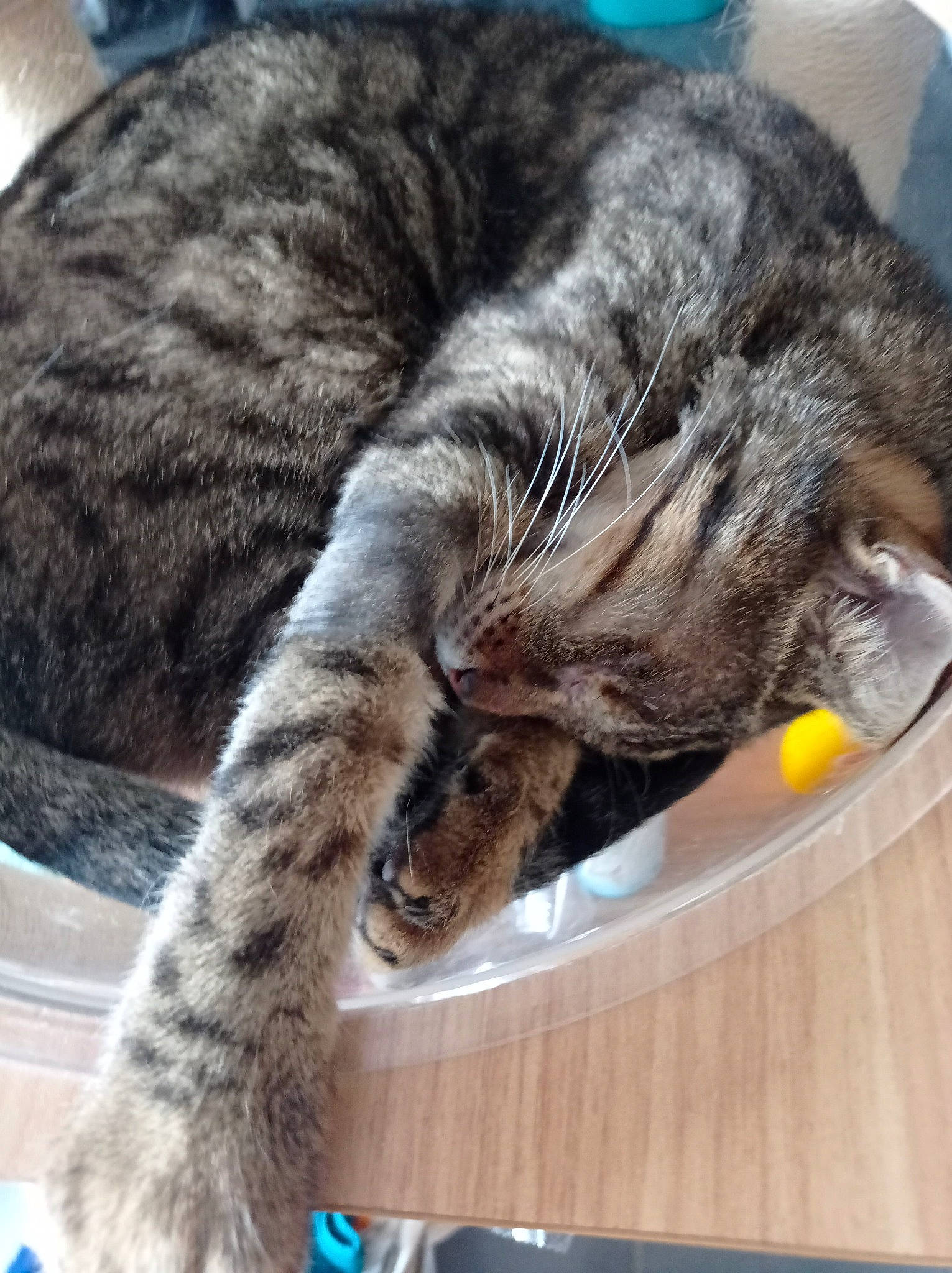 Vodka participe au concours pour gagner de l'argent avec cette photo : carnivore, cat, claw, comfort, domestic_short_haired_cat, felidae, fur, metal, nap, paw, sleep, small_to_medium_sized_cats, snout, tail, terrestrial_animal, whiskers